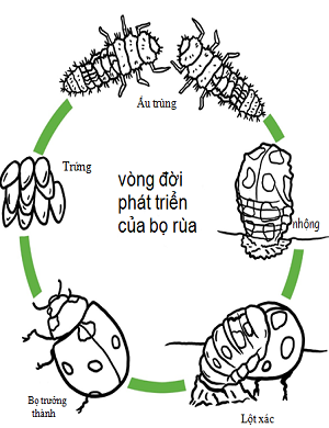 Vòng đời phát triển của bọ rùa