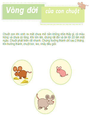 Hoàn thành vòng đời phát triển của chuột
