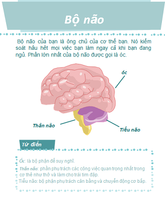 Khám phá bộ não