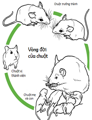 Con chuột có những hình dạng nào từ lúc được sinh ra đến khi trưởng thành