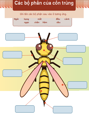 Các bộ phận của côn trùng