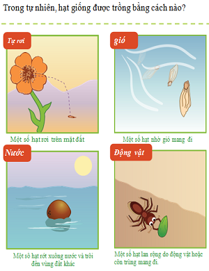 Phát tán hạt giống