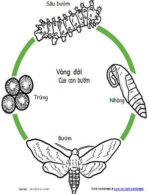 Vòng đời phát triển của con bướm