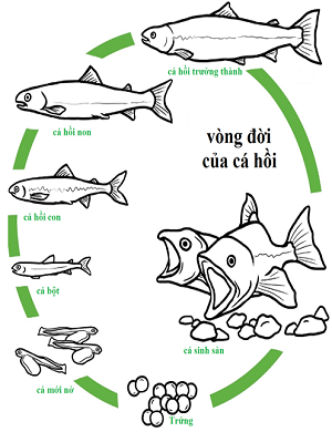 Vòng đời phát triển của cá hồi
