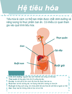 Hệ tiêu hóa của con người