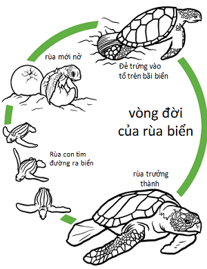 Vòng đời phát triển của rùa biển