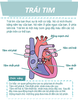Cấu tạo của tim