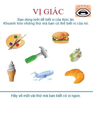 Giác quan vị  giác (Bài 1)