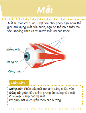 Sơ đồ mắt con người