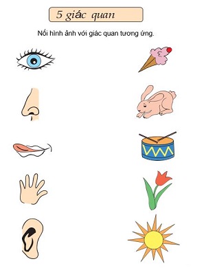 Nối đồ vật và giác quan