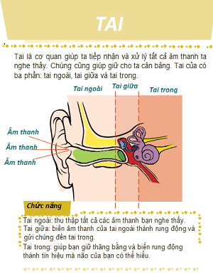 Cấu tạo của tai