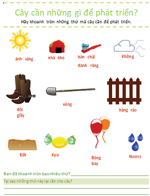 Cây cần những gì để sống?