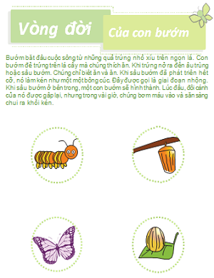 Vòng đời phát triển của con bươm bướm