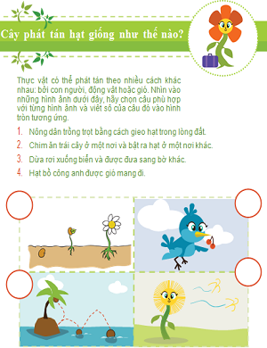 Cây phán tán hạt giống đi xa bằng cách nào