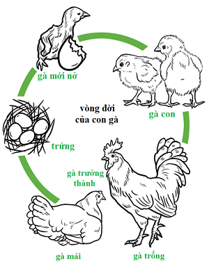 Vòng đời phát triển của gà