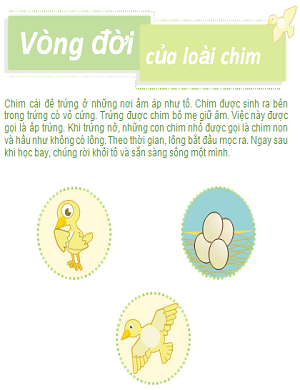 Vòng đời phát triển của con chim