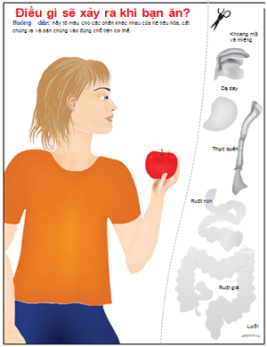 Sơ đồ hệ thống tiêu hóa của con người