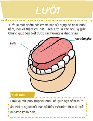Cấu tạo của lưỡi