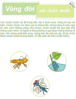 Vòng đời phát triển của con chuồn chuồn