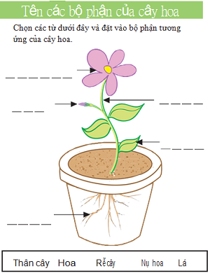 Tên các bộ phận của cây hoa